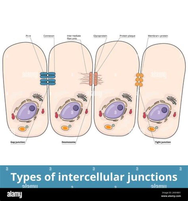What cells are found in the intercellular material