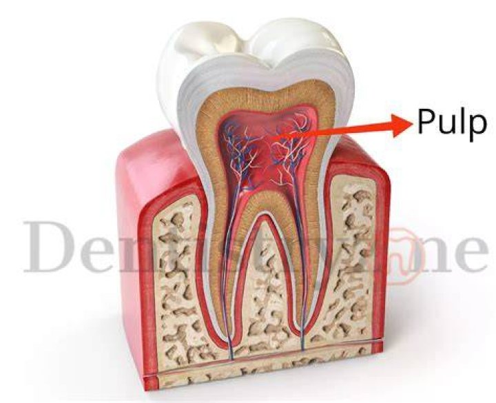 What cells are in red pulp