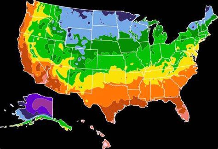 What climate do spruce trees grow in
