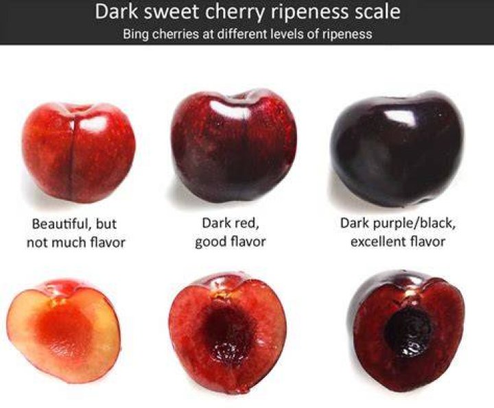 What colors can cherries be