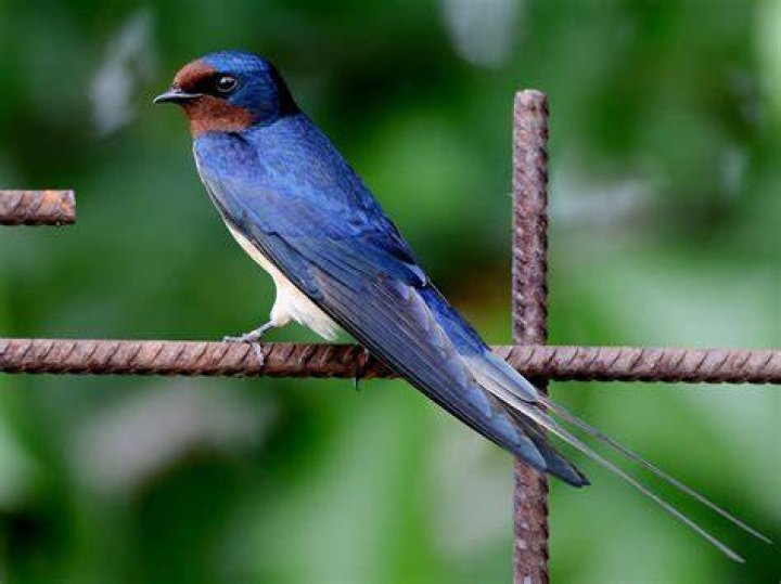 What Colour is a swallow bird