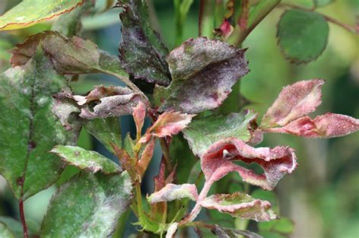 What diseases do Knockout roses get