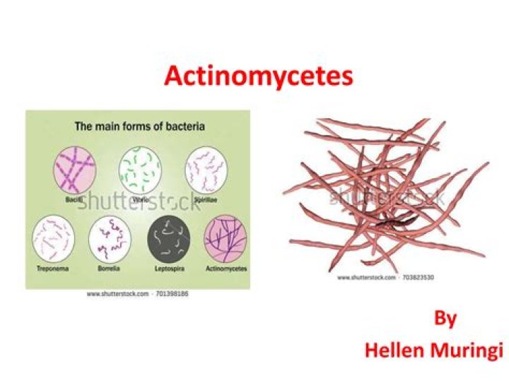 What do actinomycetes do
