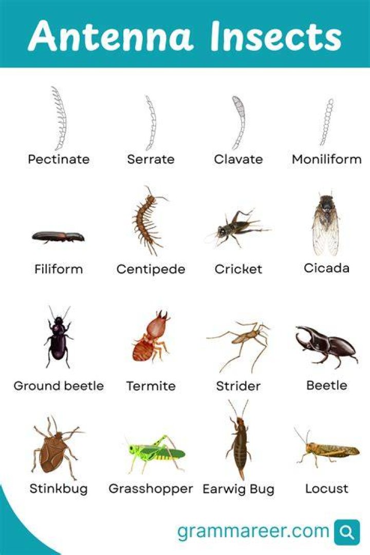 What do bug antennae do