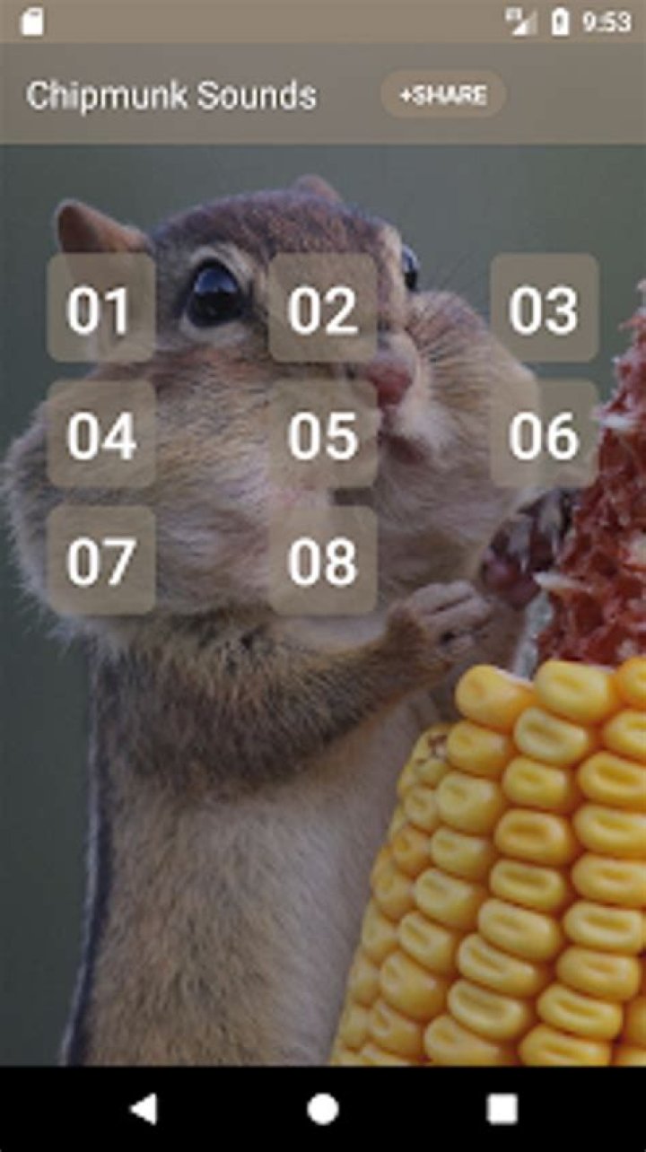What do chipmunk sounds mean
