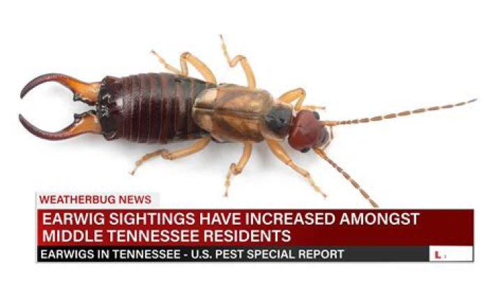 What do Earwigs do to humans