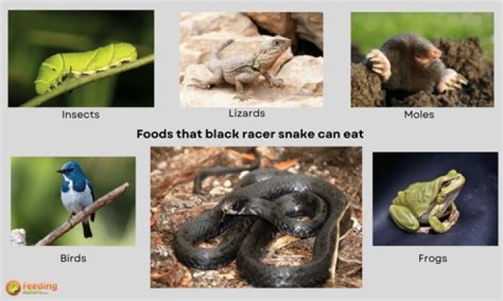 What do eastern racer snakes eat