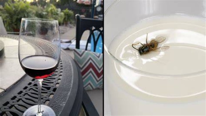 What do flies drink