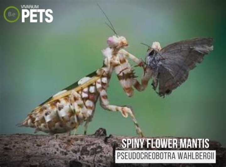 What do flower mantis eat