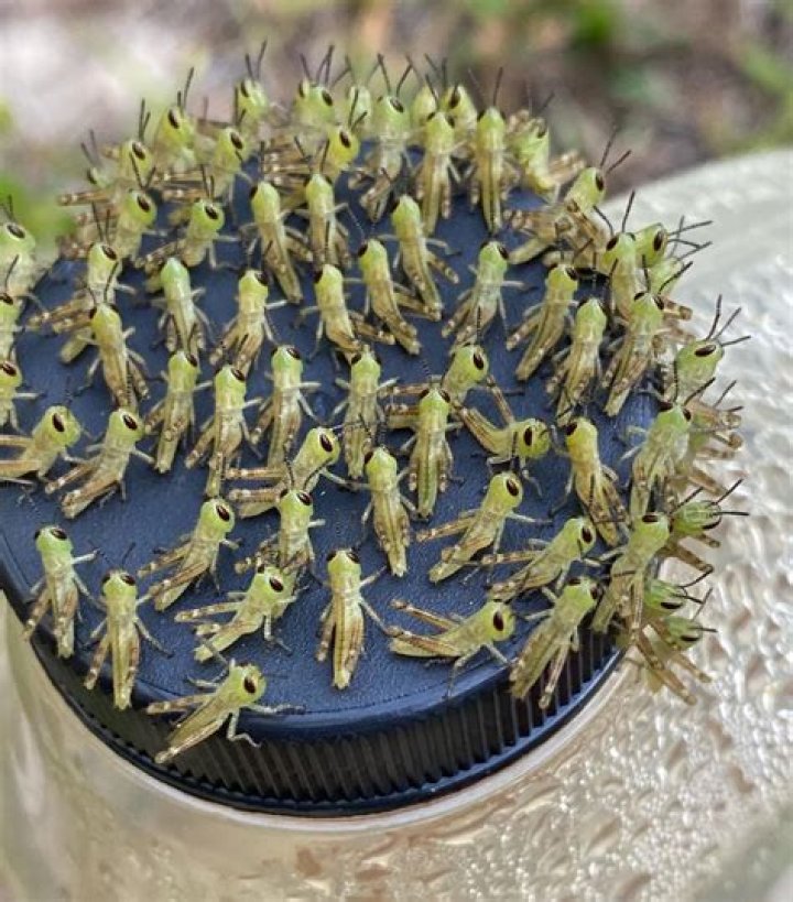What do Grasshopper babies look like