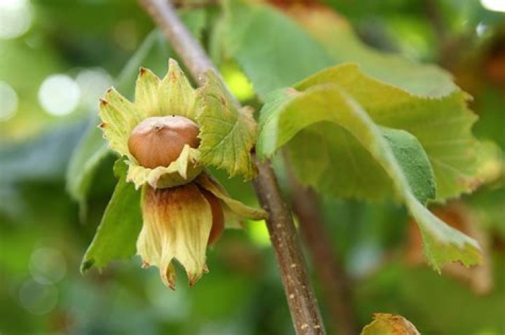 What do hazelnuts look like on the tree