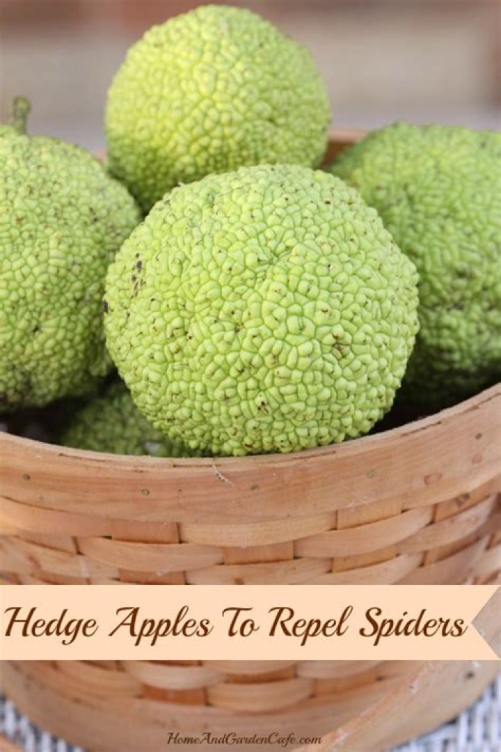 What do hedge apples repel
