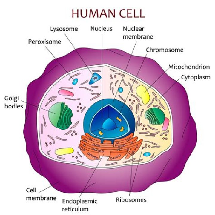 What do human cells contain