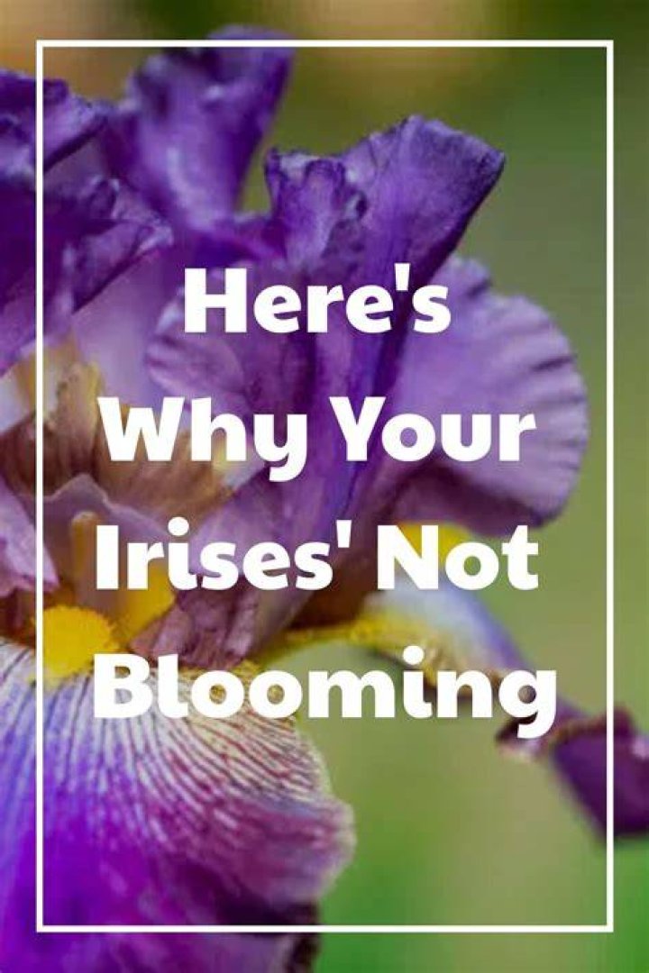 What do I do after irises stop blooming