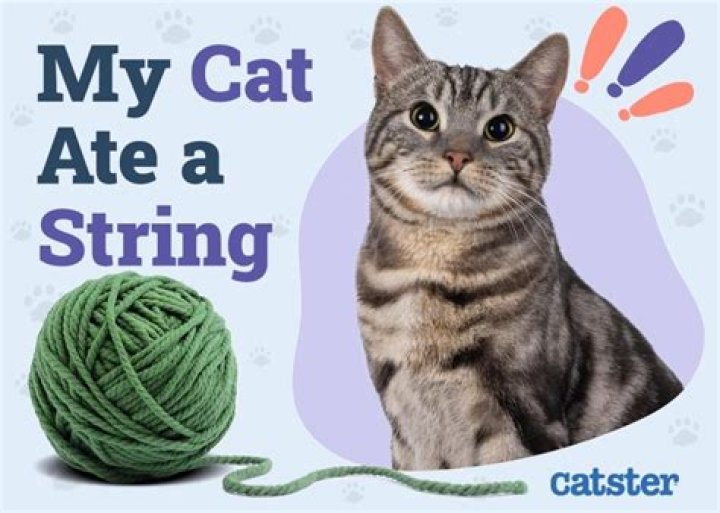 What do I do if my cat ate string
