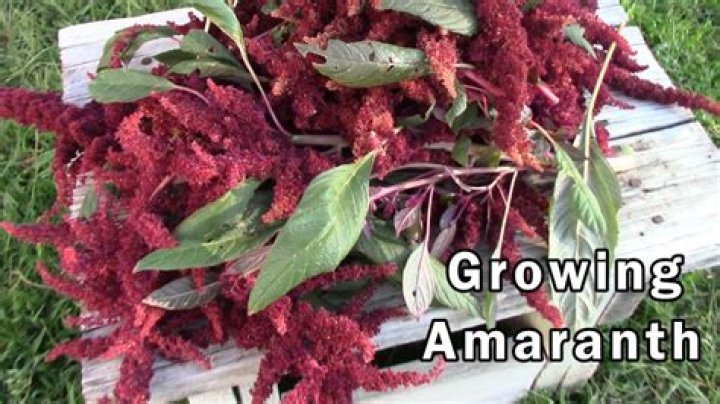 What do I do with amaranth seeds