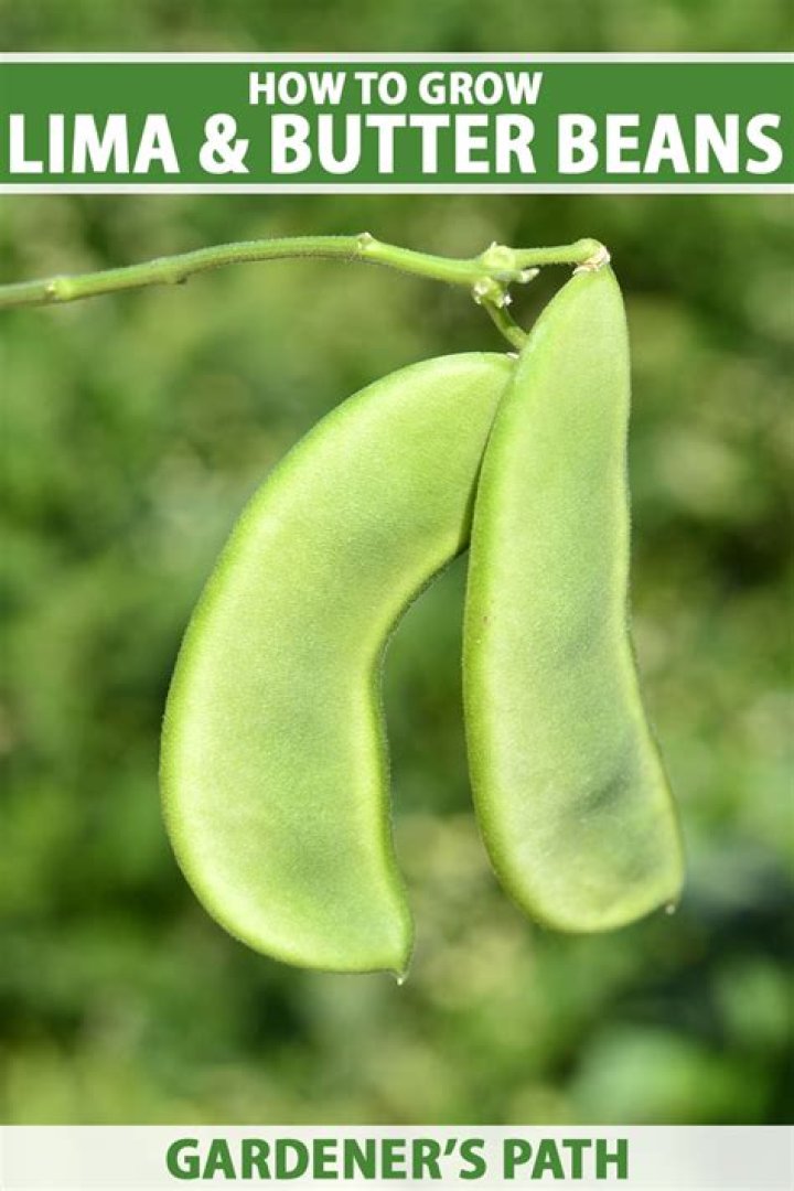 What do lima beans look like