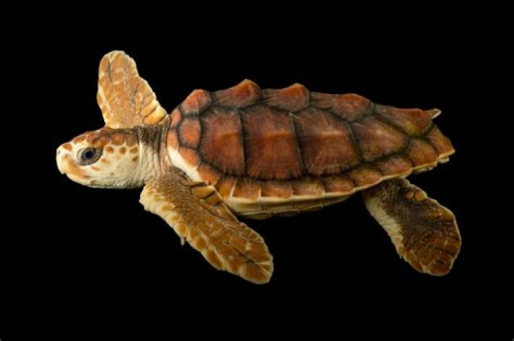 What do loggerhead turtles do