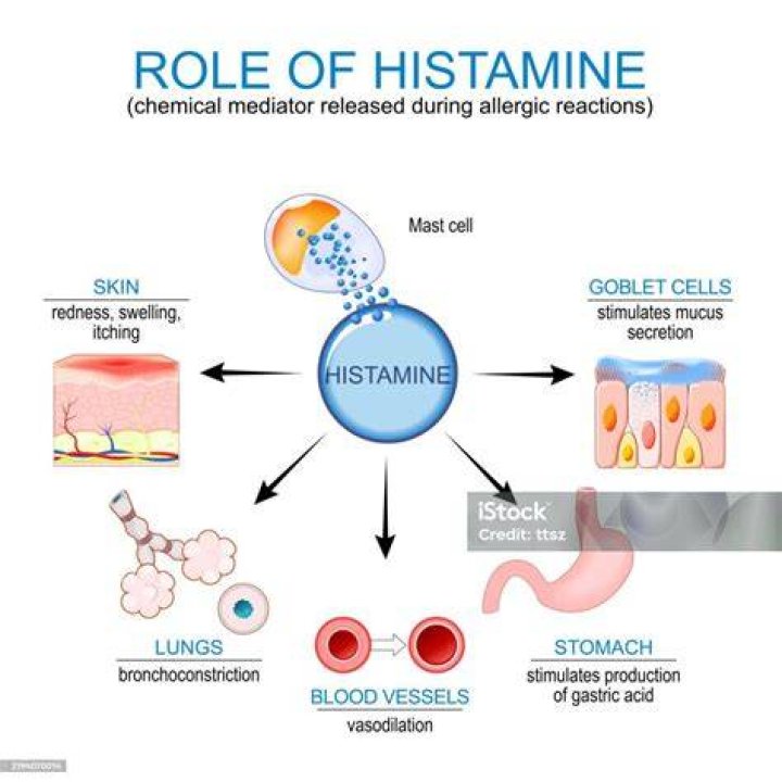 What do mast cells secrete