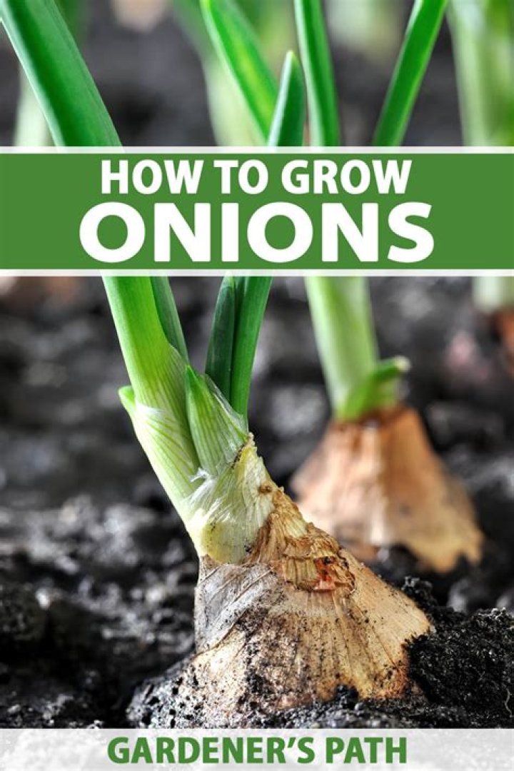 What do onions repel