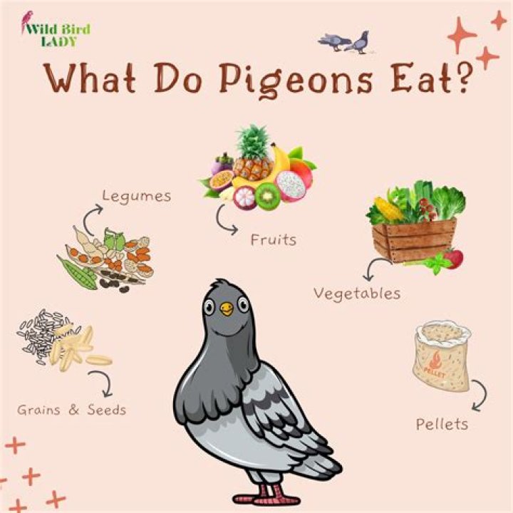 What do pigeons not eat