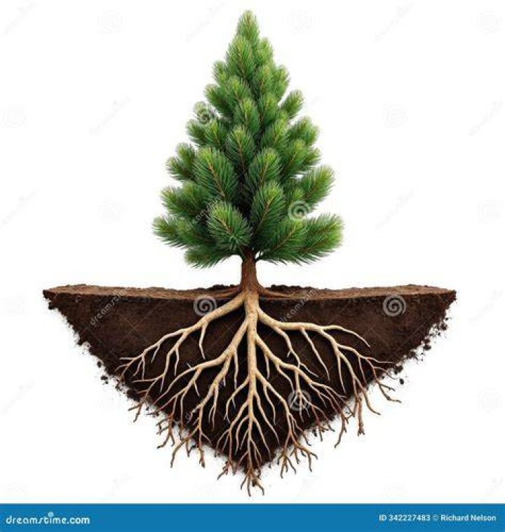 What do pine needles do to soil