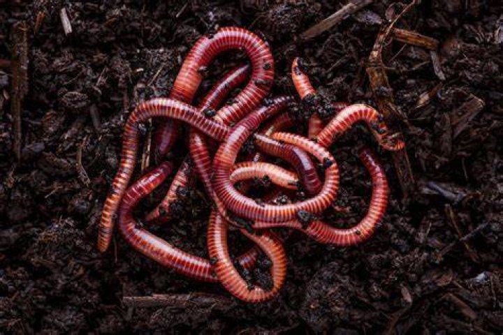 What do red worms need to survive