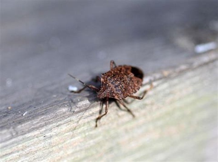 What do stink bugs look like when they hatch