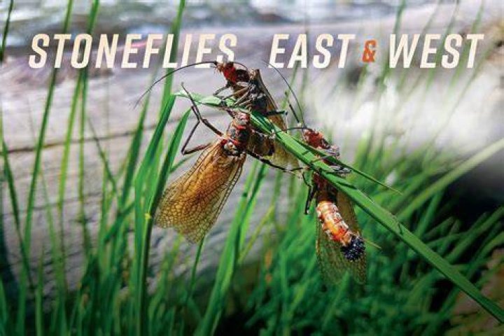 What do stonefly larvae eat