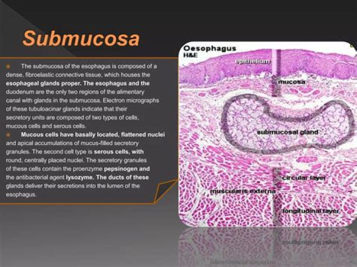 What do submucosal glands secrete