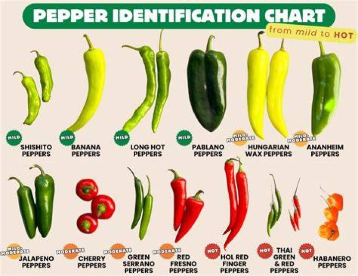 What do tabasco peppers look like