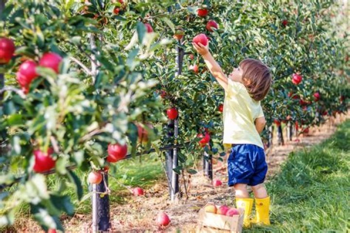 What do the apples represent in after apple picking