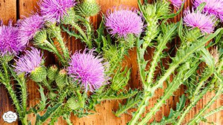 What do thistles taste like