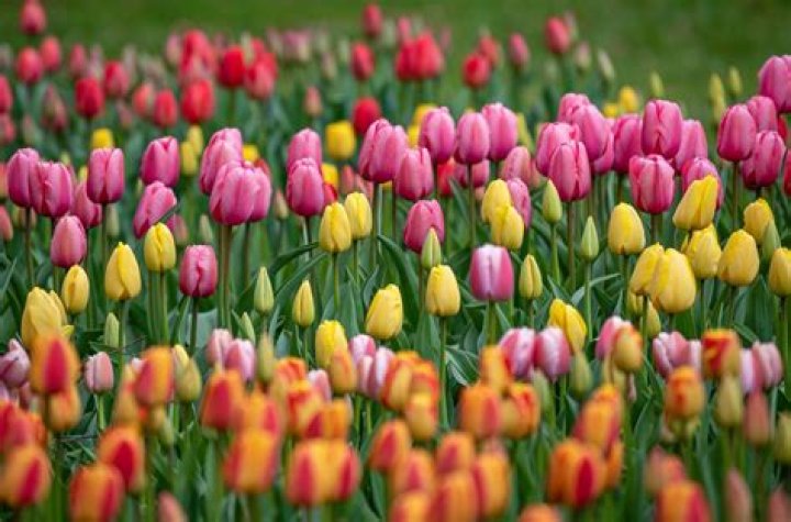 What do tulips attract