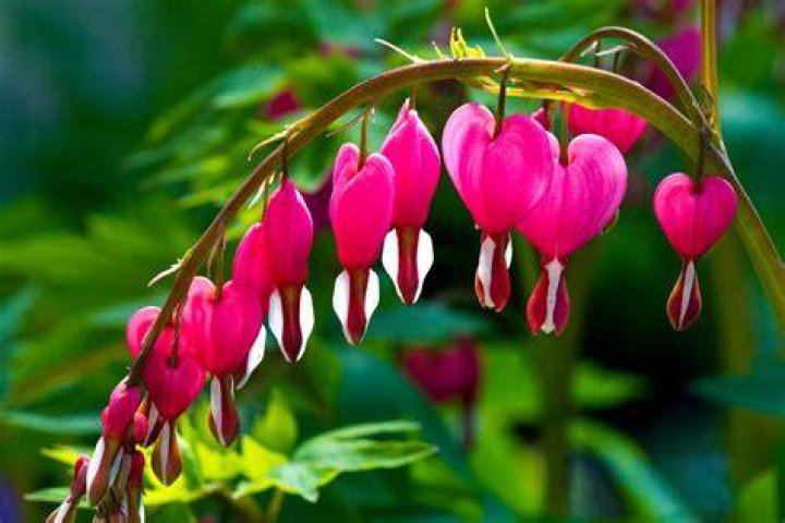What do you do after bleeding hearts bloom