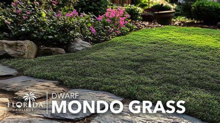 What do you do with mondo grass