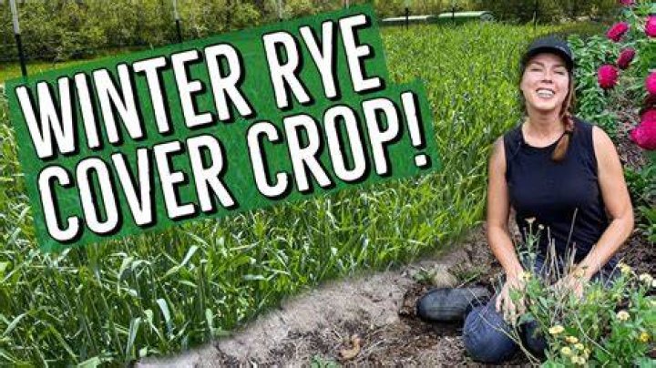 What do you do with winter rye