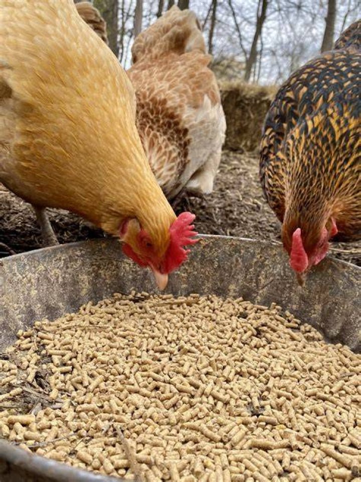 What do you feed pullet chickens