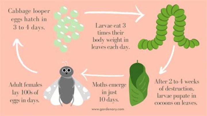 What do you put on cabbage for bugs