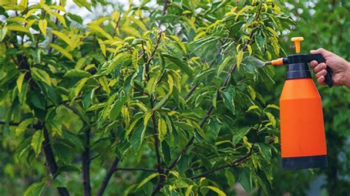 What do you spray for peach tree borers
