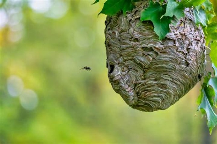 What does a bees nest look like