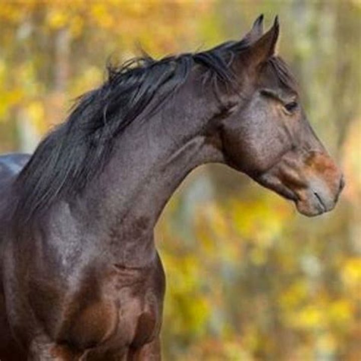 What does a brown horse look like
