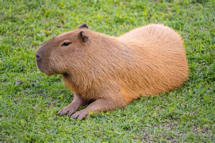 What does a capybara do