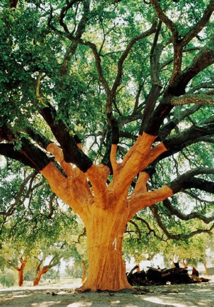 What does a cork oak tree look like