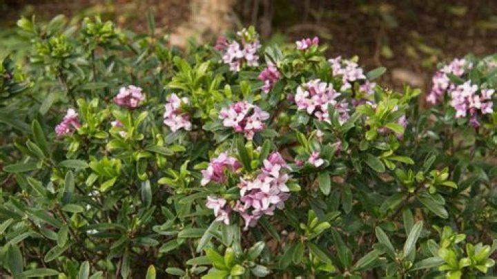 What does a Daphne Bush look like