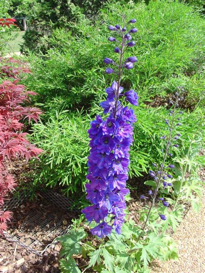 What does a delphinium look like