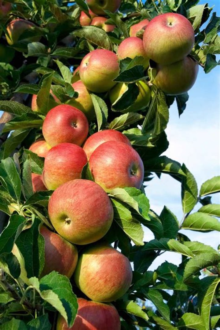 What does a diseased apple tree look like