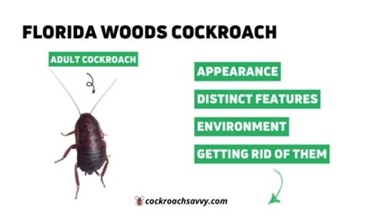 What does a Florida woods cockroach eat