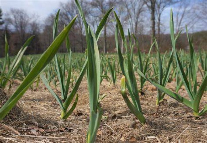What does a garlic field look like