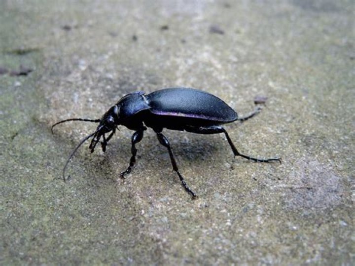 What does a ground beetle look like